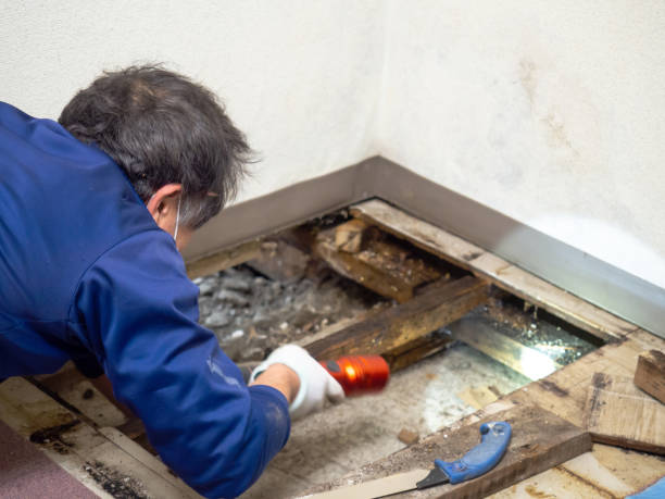 Best Attic Mold Remediation in Aztec, NM
