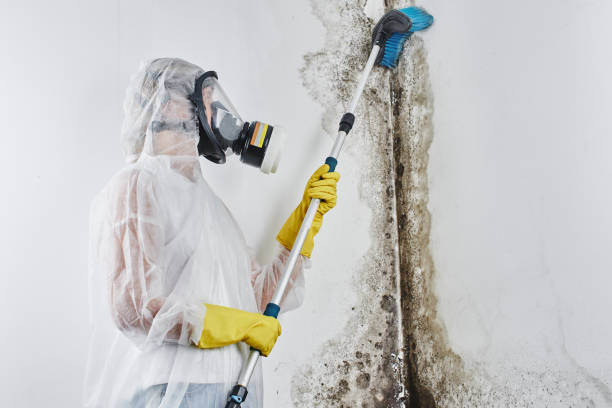 Best Mold Testing and Inspection Services in Aztec, NM