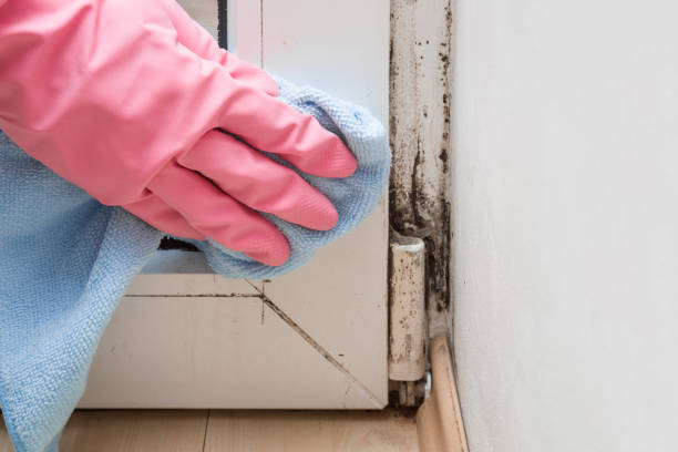 Best HVAC Mold Remediation in Aztec, NM