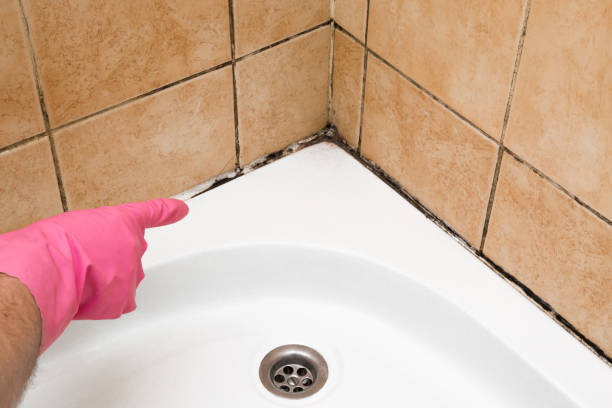 Best Post-Flood Mold Remediation in Aztec, NM